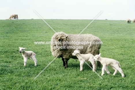 ewe and three lambs, triplets