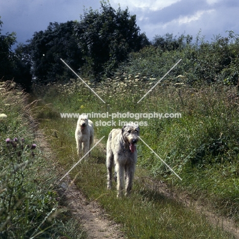 fawn and brindle irish wolfhounds from brabyns walking down path