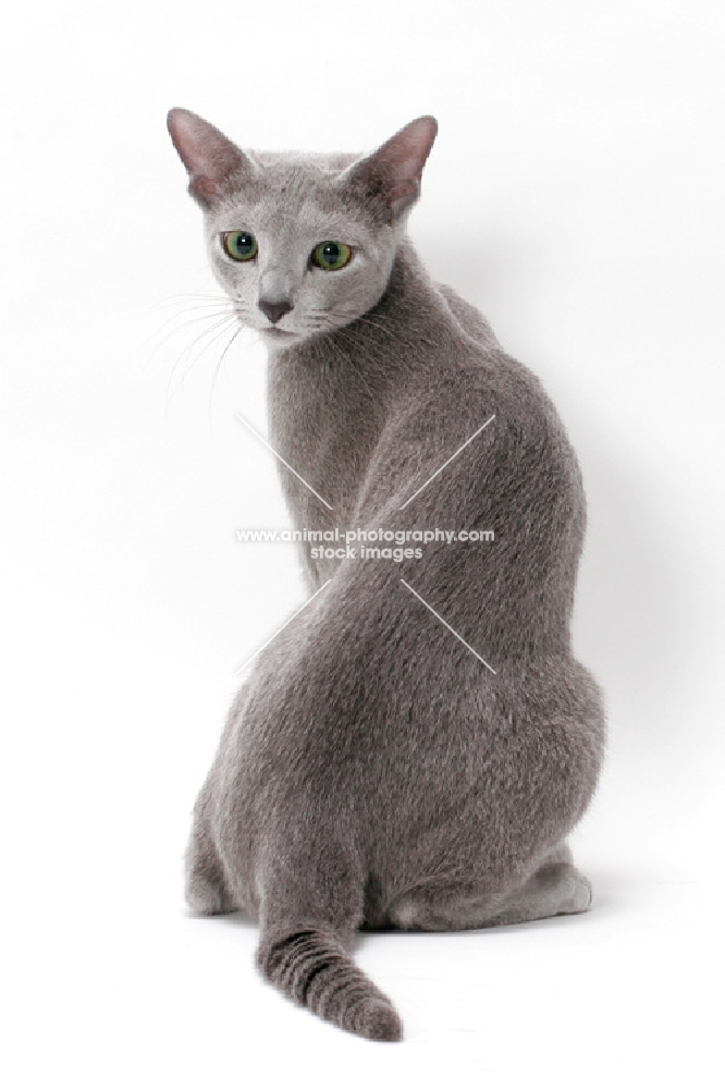 Russian Blue, back view