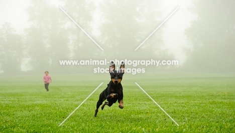 Miniature Pinscher running away from girl