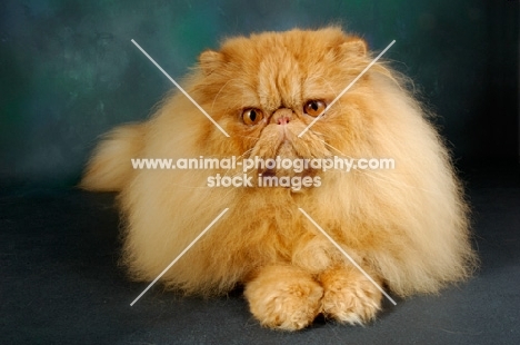 red Persian lying down
