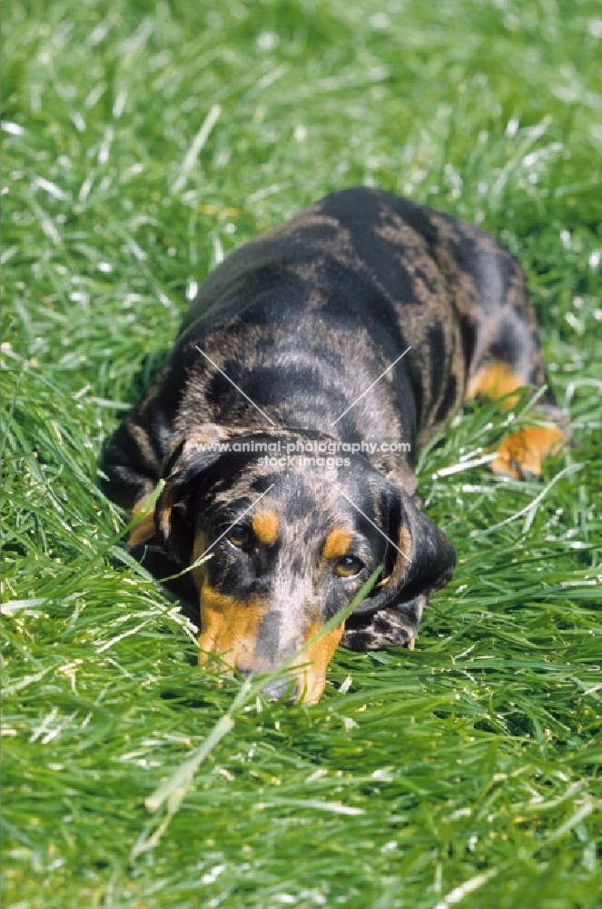 dappled smooth dachshund lying down