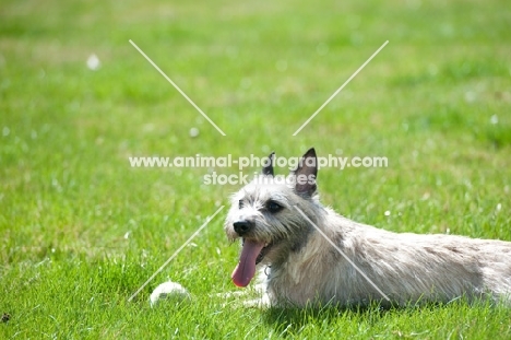 Wheaten Cairn terrier lying inn grass, resting from playing.