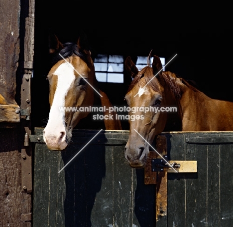 Two horses in a stable