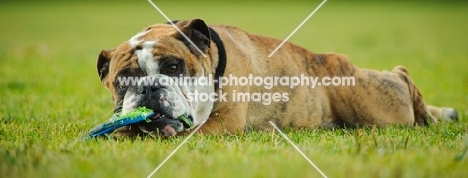 Bulldog chewing toy