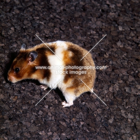 tortoiseshell and white hamster at percy parslow's hamster farm, 