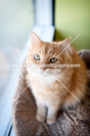 orange tabby cat sitting