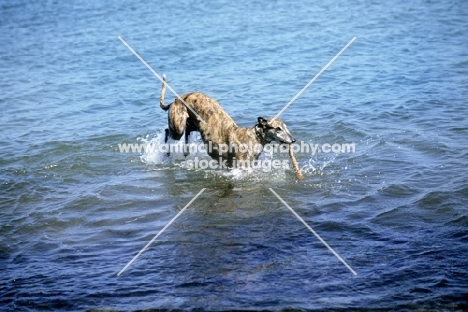 ex-racing greyhound carrying a stick in the sea