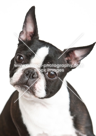 Boston Terrier with cropped ears