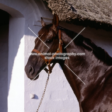 flying drumstick, danish thoroughbred