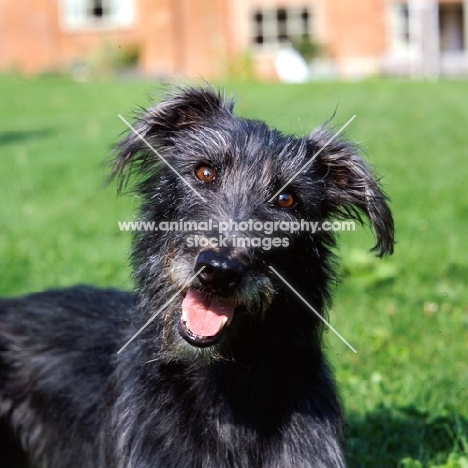 fern, rough coated lurcher