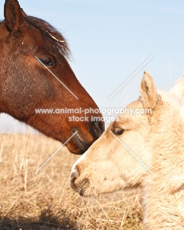 Morgan mare and foal