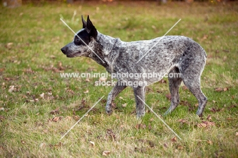 australian stumpy tail cattle dog