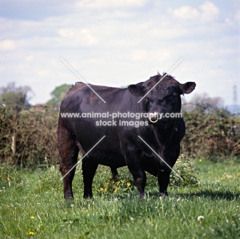 aberdeen angus bull