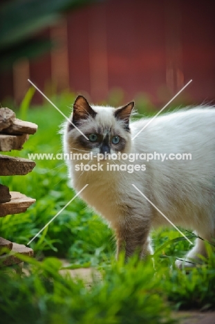 Ragdoll in garden