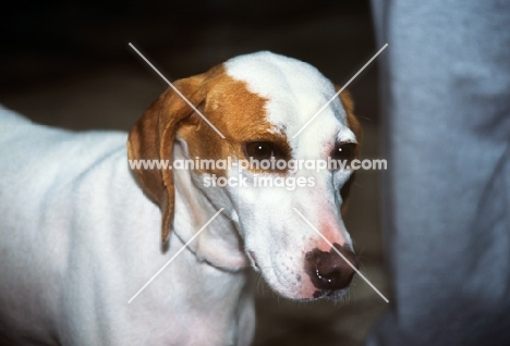 istrian hound, smooth haired, head study