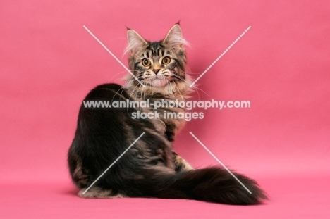 brown tabby Maine Coon on pink background, back view