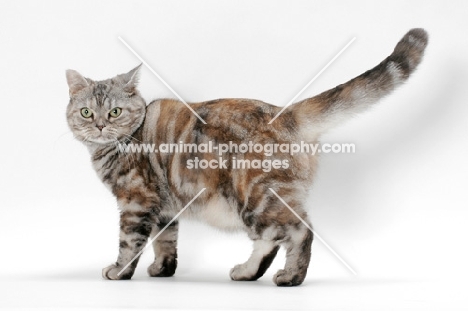 American Shorthair cat, Silver Classic Torbie colour, on white background