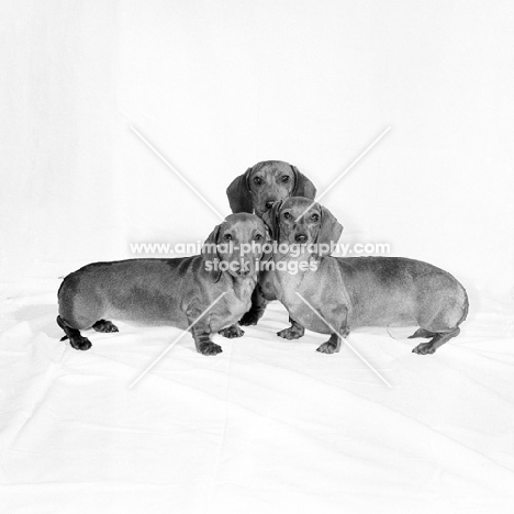 miniature smooth dachshunds
