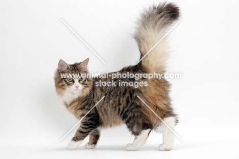 Norwegian Forest tail up, Brown Mackerel Tabby & White