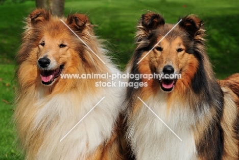 two rough Collies, portrait