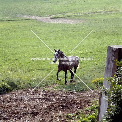 lone lipizzaner colt at wilhelm, piber