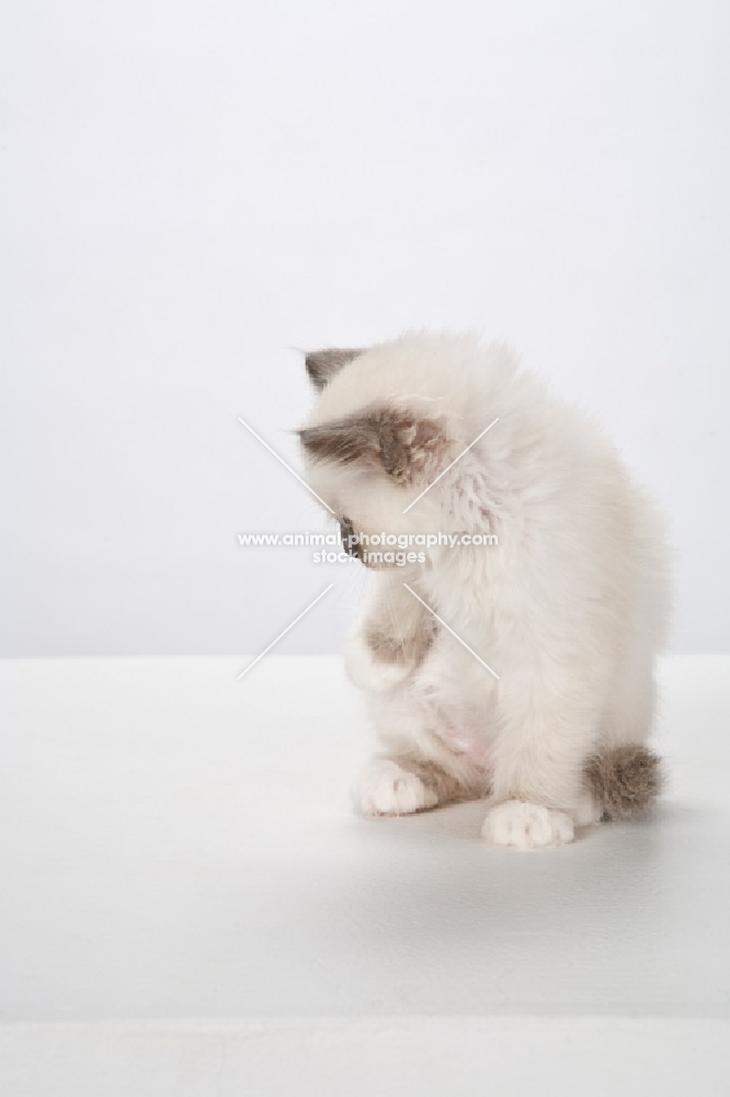 Birman kitten, looking aside