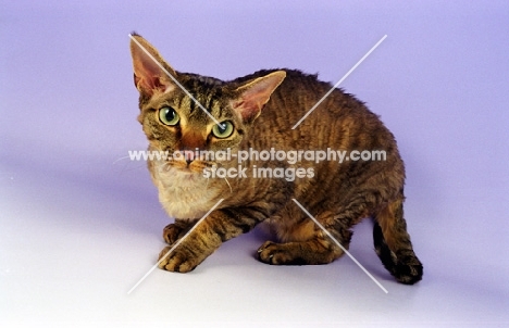 Chocolate Silver Tabby Devon Rex