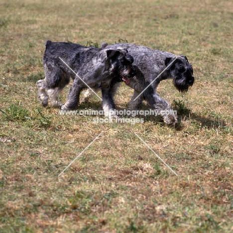 giant schnauzers walking side by side