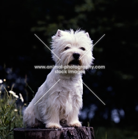 west highland white terrier on  log, looking out 
