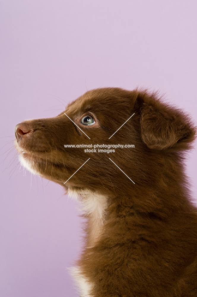 border collie puppy sitting isolated on a purple background