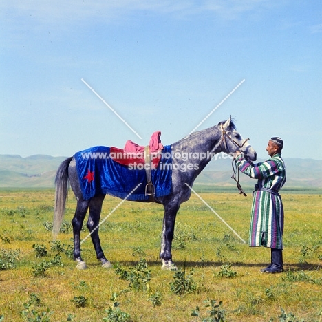 karabair at dzhizak, uzbekistan, standing, saddled with handler in traditional clothing