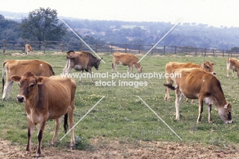 herd of cows