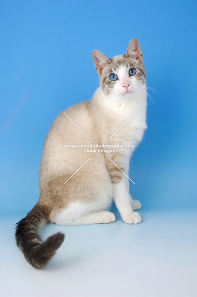 snowshoe cat sitting down