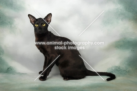 black oriental shorthair cat, sitting in studio