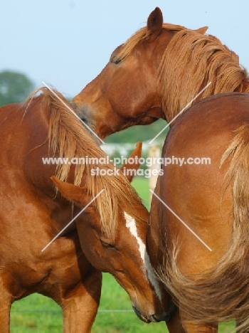 Suffolk Punches grooming