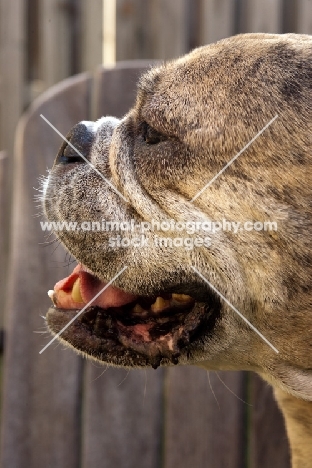 Bulldog profile