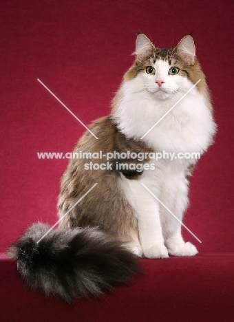 Norwegian Forest Cat sitting on burgundy background