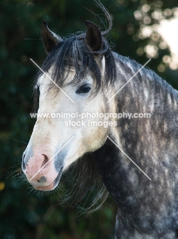 Andalusian portrait, looking towards camera