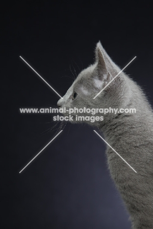 10 week old Russian Blue kitten profile