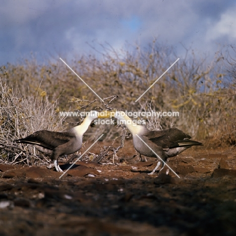 two waved albatross in courtship dance on hood island, galapagos islands