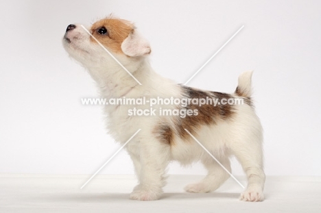 cute rough coated Jack Russell puppy