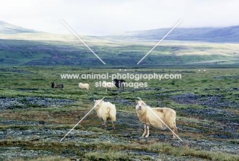 iceland sheep in three colours in iceland scenery