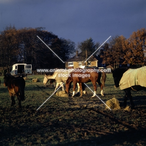 group of  horses and ponies eating hay in winter