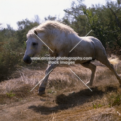 Nuage, National champion stallion, Camargue pony stallion  leaping forwards