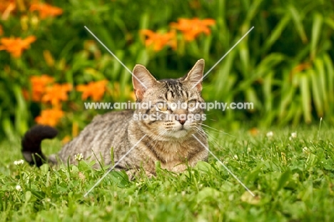 tabby cat lying down in garden