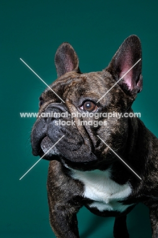 cute French Bulldog in green studio