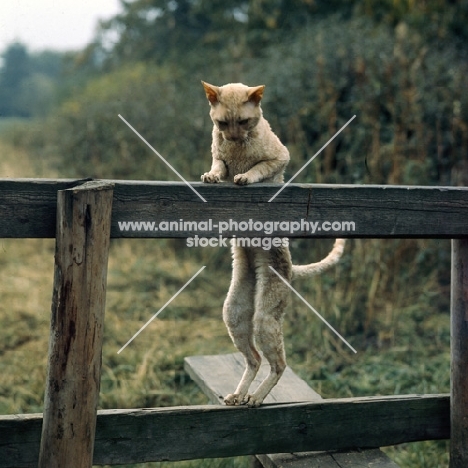 ch lohteyn golden peach, cornish rex cat climbing over a stile