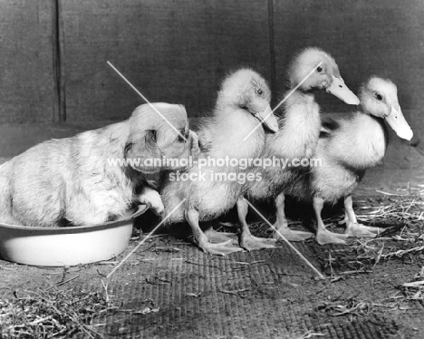 Cavalier King Charles Spaniel puppy looking at ducklings