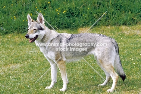 Czech Wolfdog, side view